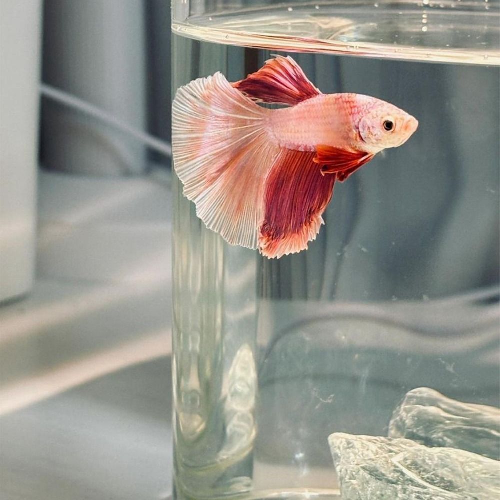 شفافة عالية الاكريليك المشهد خ - مراجعة Betta Fish Tank وسعره